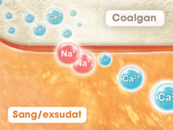 Échange entre les ions calcium de COALGAN et les ions sodium du sang ou de l’exsudat